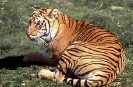 Bengal_Tiger