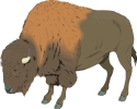 buffalo_1