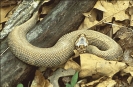 Cottonmouth_Snake