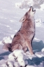 Coyote_howling