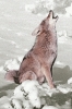 Coyote_howling_spot_color