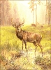 large_buck_by_water_morning