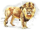 lion_spot_color