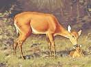 maternal_love_deer