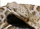 Mexican_ridged_nosed_rattlesnake