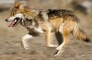 mexican_wolf