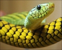 snake_1