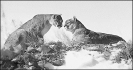 two_cougars_on_mountain