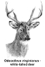 white_tailed_deer