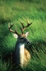 white_tailed_deer_2