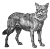wolf_2
