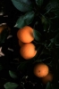 fruit foto_65