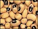 beans_blackeye