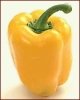 bell_pepper_yellow