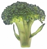 broccoli_colorful_T