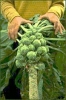 brussel_sprouts_plant