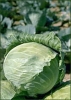 cabbage_3
