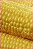 corn_2