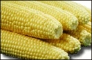 Corn_On_The_Cob_2