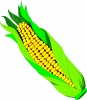 ear_of_corn