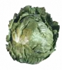 lettuce_sm