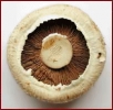 mushroom_1