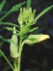 okra_plant__Abelmoschus_esculentus