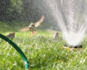 birds_August_sprinkler_fun