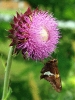 butterfly_on_Nodding_Thistle_Carduus_nutans