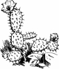 Cactus_blooming_BW_T