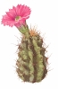 Cactus_flowering
