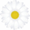 camomile_flower_T