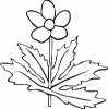 Canada_anemone__Anemone_Canadensis_BW_T
