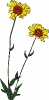 common_blanketflower__Gaillardia_aristata_T