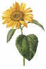 Common_Sunflower