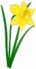 daffodil_02