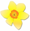 Daffodil_bloom_T