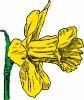 daffodil_colorized_T