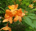 Flame_Azalea__Rhododendron_calendulaceum