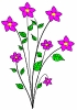 fushia_flowering_plant_T