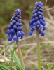 grape_hyacinth__Muscari_neglectum