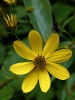 Greater_Tickseed__Coreopsis_major