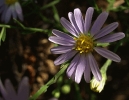 Late_Purple_Aster__Aster_patens_800