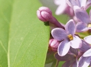 Lilac_blooming_over_leaf