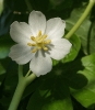Mayapple_blossom__Podophyllumpeltatum