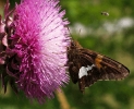 Nodding_Thistle_visited_by_butterfly_and_others