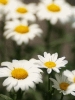 Ox-Eyed_Daisy__Chrysanthemum_leucanthemum