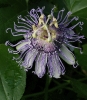 Passionflower__Passiflora_incarnata