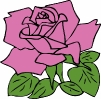 pink_rose_T