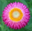 pink_yellow_flower